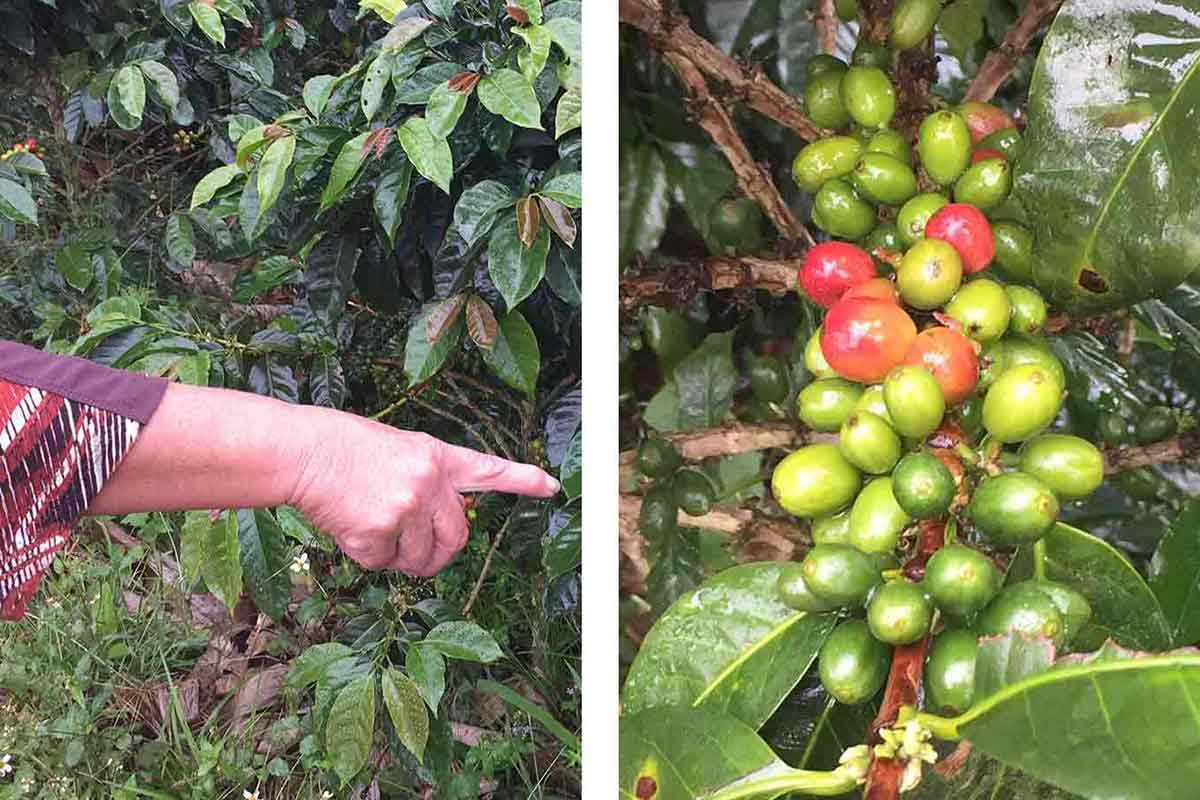 colombian coffee plant