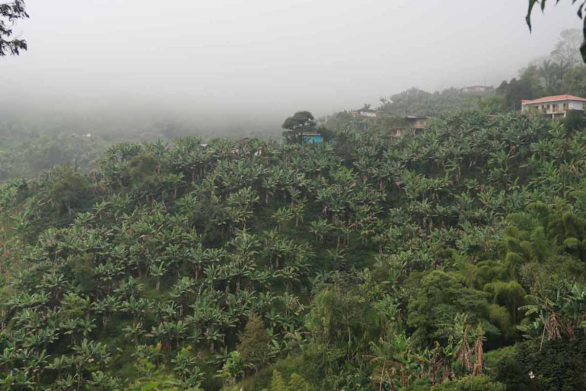 colombian coffee plantation