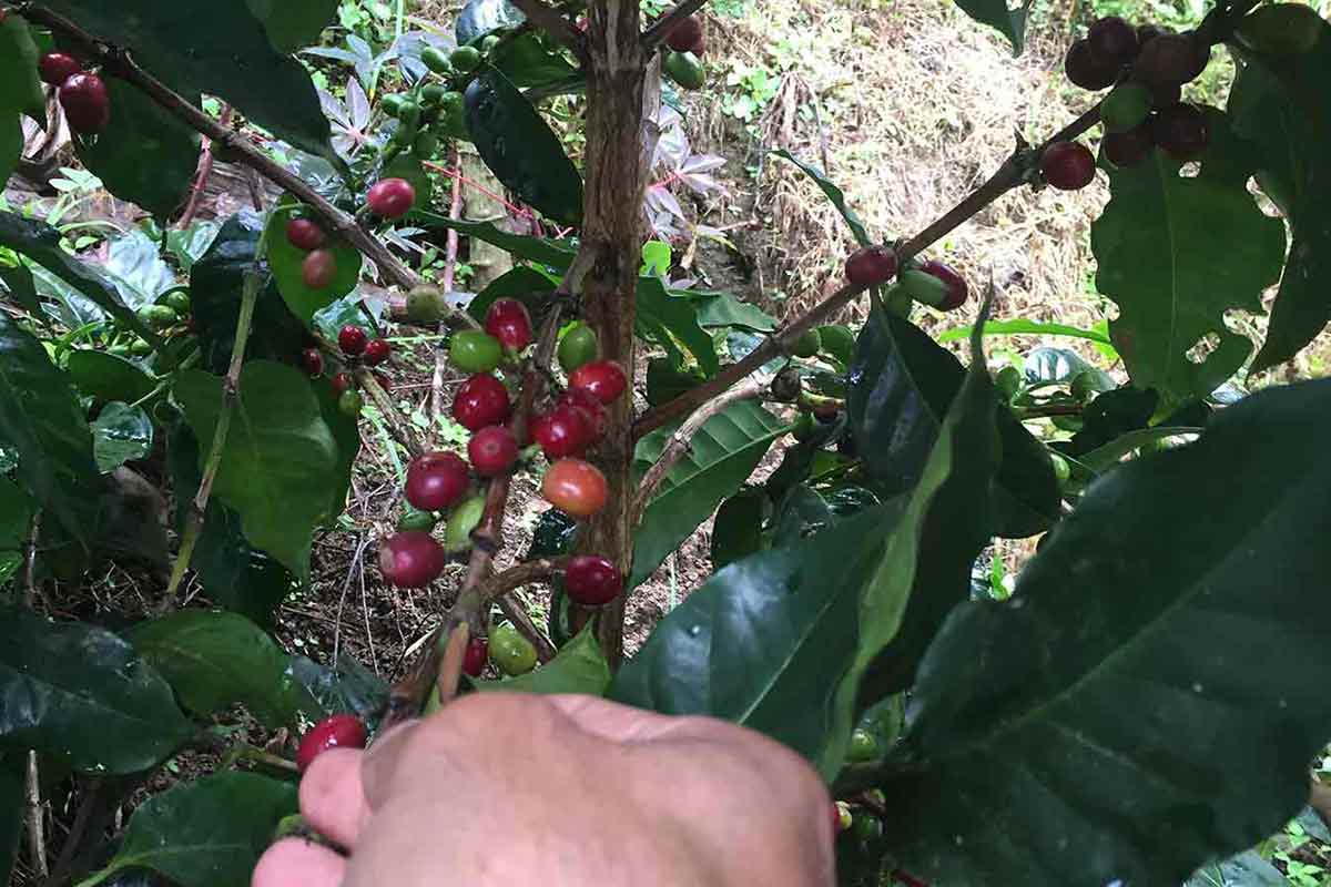 picking colombian coffee
