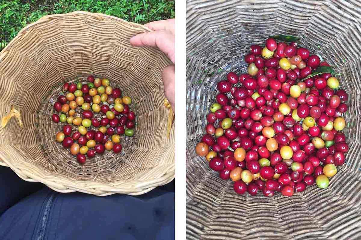 picking colombian coffee