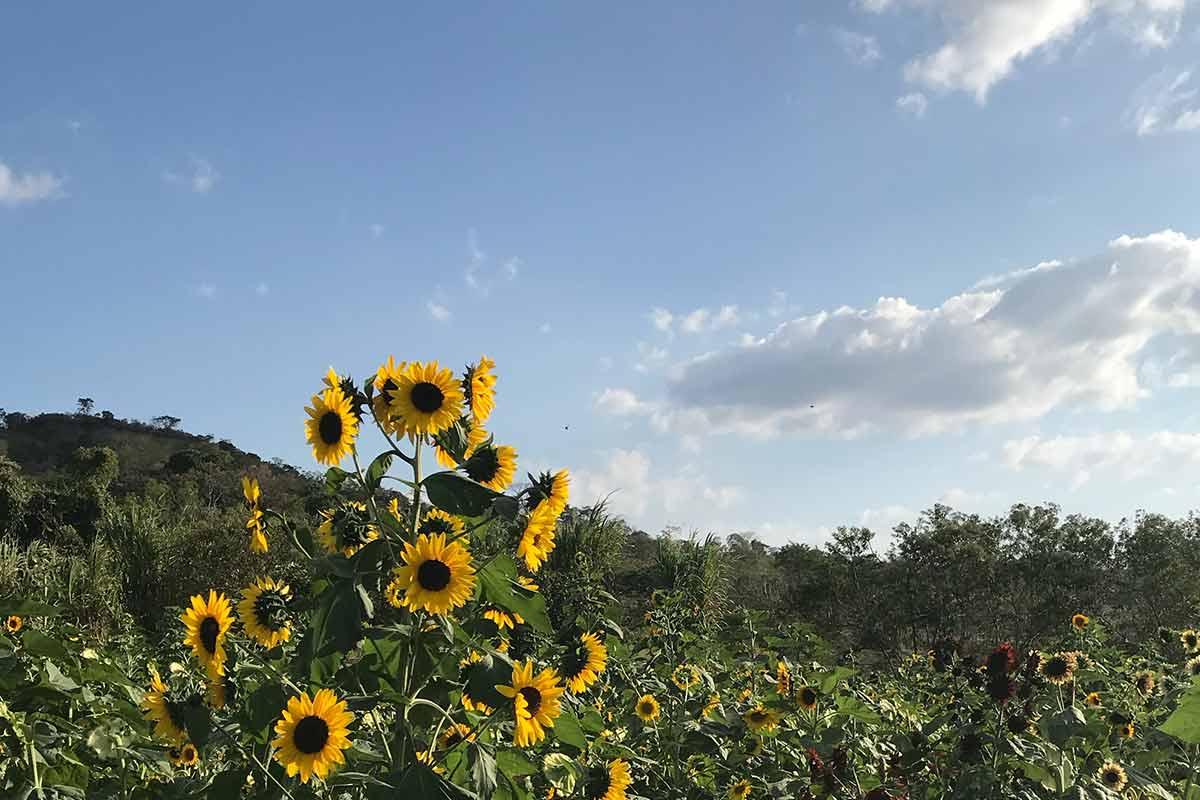 flowers in copan honduras