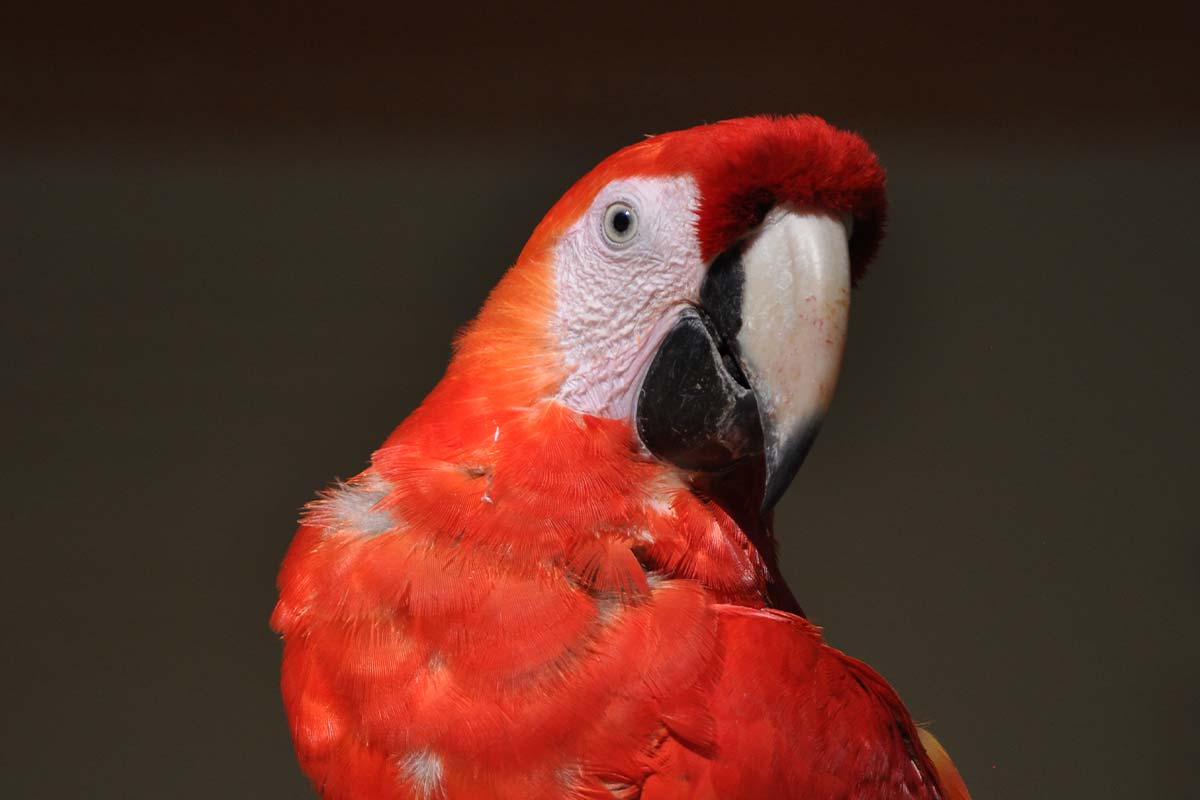 macaw mountain bird park honduras